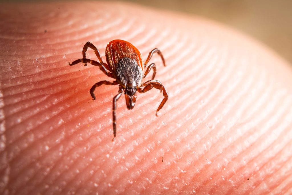 Tick Safety