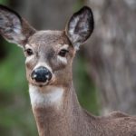 Woodhaven Wildlife